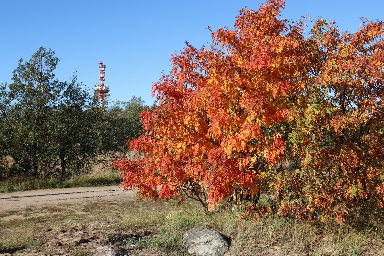 Изображение особи Sorbus aucuparia.