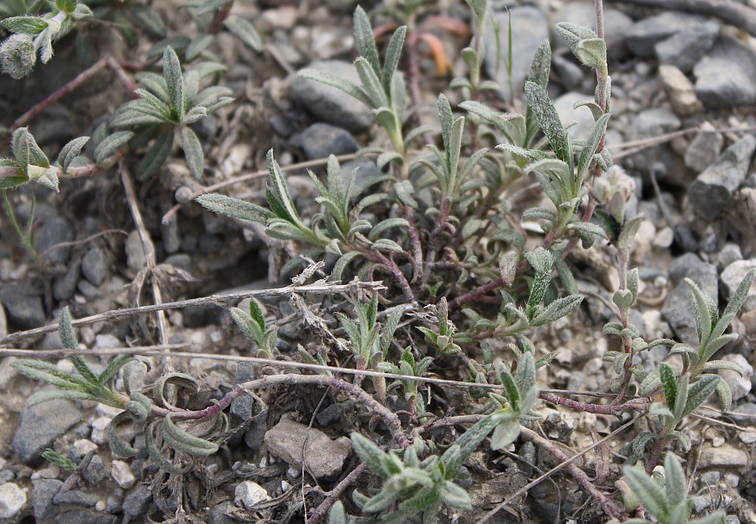 Image of Helianthemum stevenii specimen.