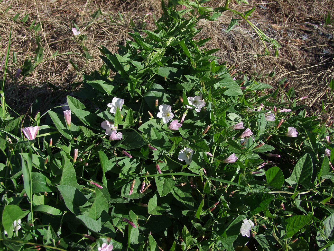 Image of Convolvulus arvensis specimen.