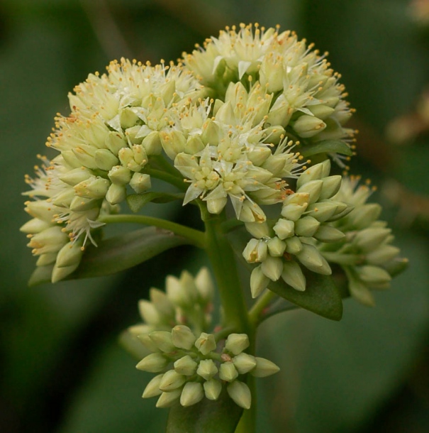 Image of Hylotelephium pallescens specimen.