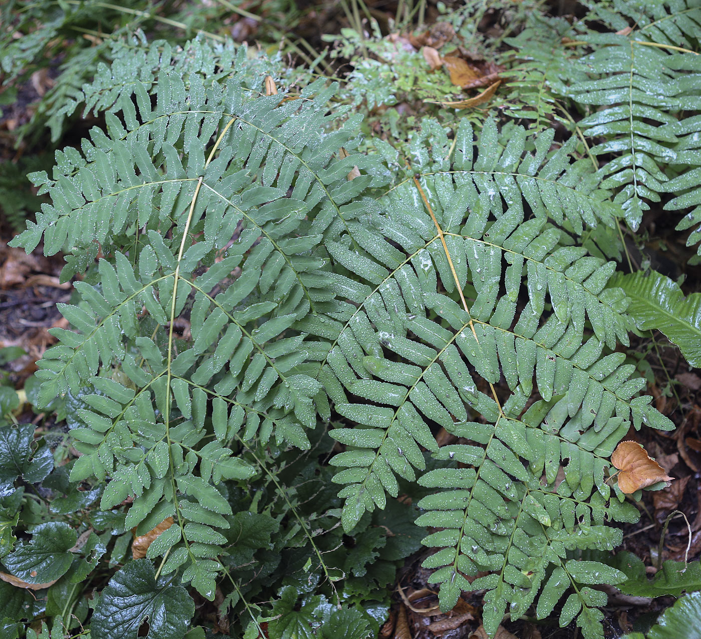 Image of Osmunda regalis specimen.