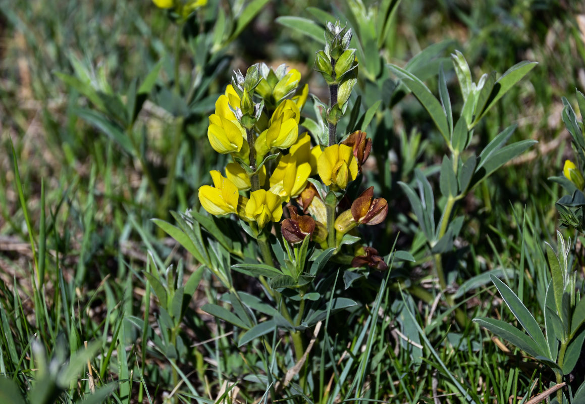 Image of Thermopsis lanceolata specimen.