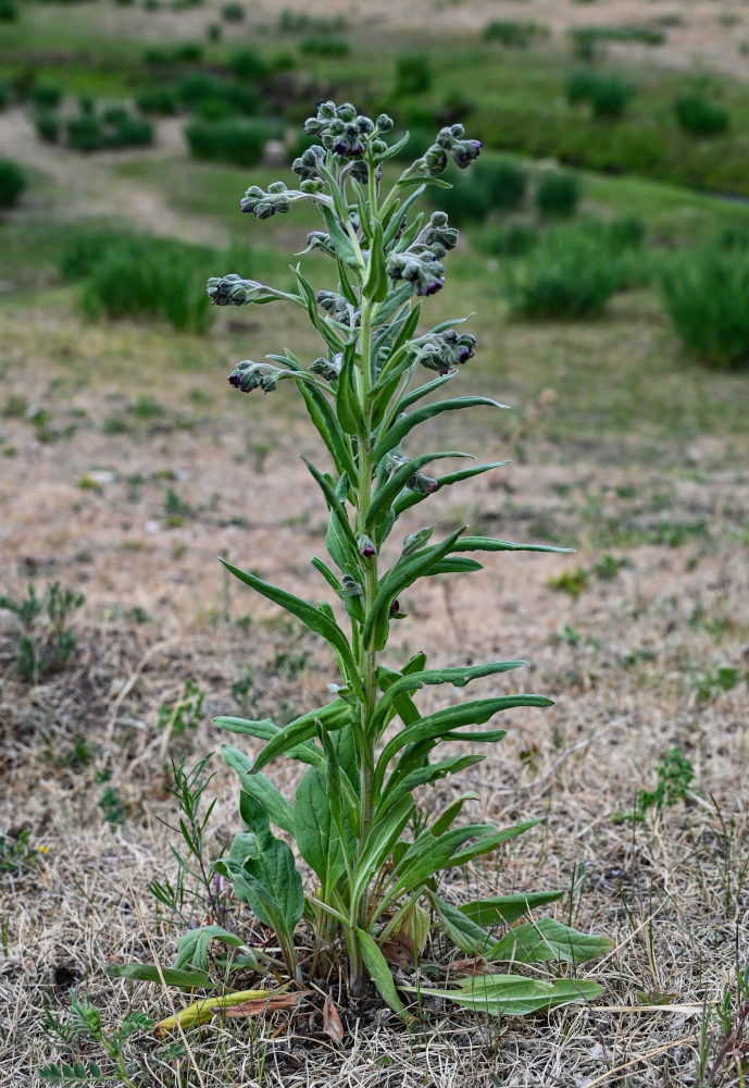 Изображение особи Cynoglossum officinale.