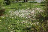 Bellis perennis. Аспект цветущих растений на газоне. Беларусь, г. Могилёв, Ленинский р-н, ПКиО им. Максима Горького, у храма Святых царственных мучеников и новомучеников и исповедников XX века. 02.05.2023.