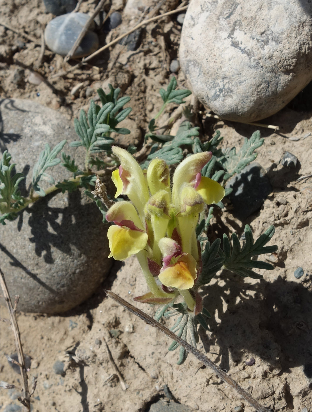 Изображение особи Scutellaria przewalskii.