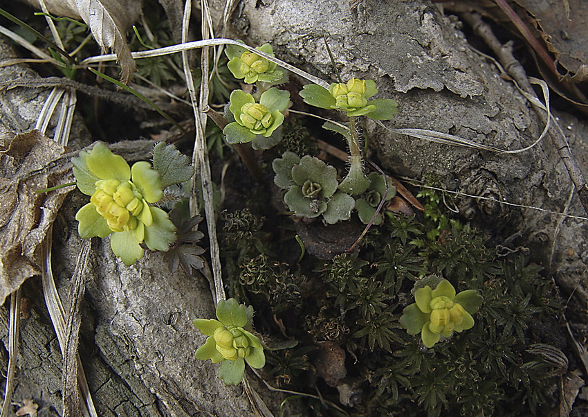 Image of Chrysosplenium pilosum specimen.