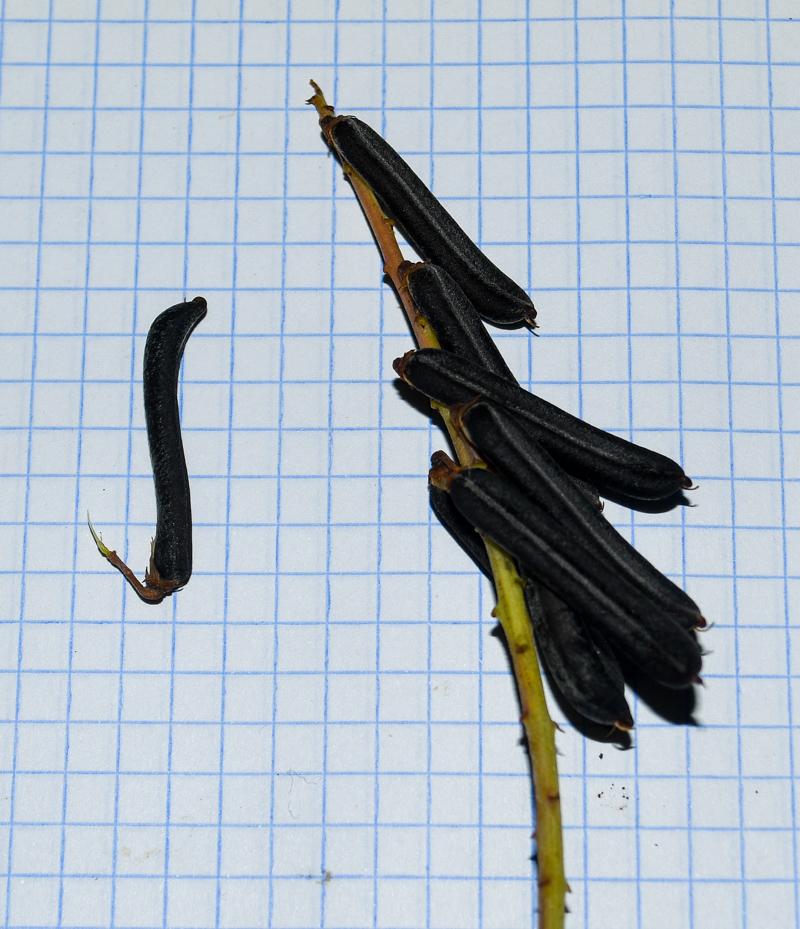 Image of Crotalaria lanceolata specimen.