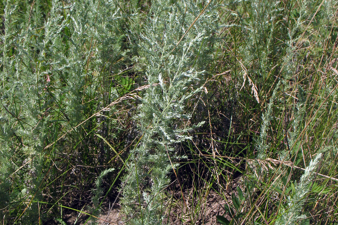 Изображение особи Artemisia austriaca.