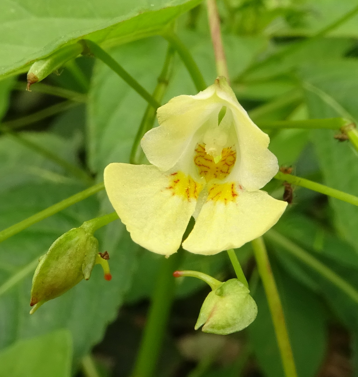 Image of Impatiens parviflora specimen.