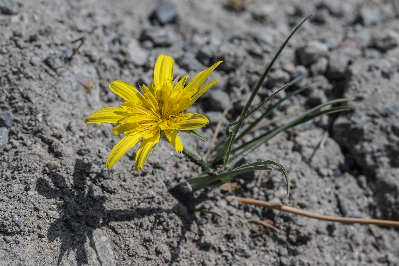 Image of genus Tragopogon specimen.