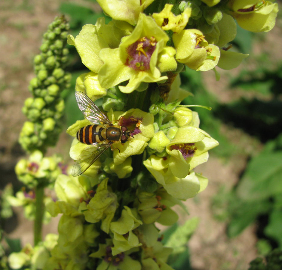 Изображение особи Verbascum nigrum.