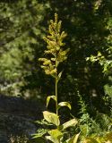 Veratrum lobelianum. Верхушка цветущего растения. Карачаево-Черкесия, Карачаевский р-н, Большой Кавказ, правый берег реки Узункол, ≈ 1950 м н.у.м., поляна в сосновом лесу. 20.07.2023.