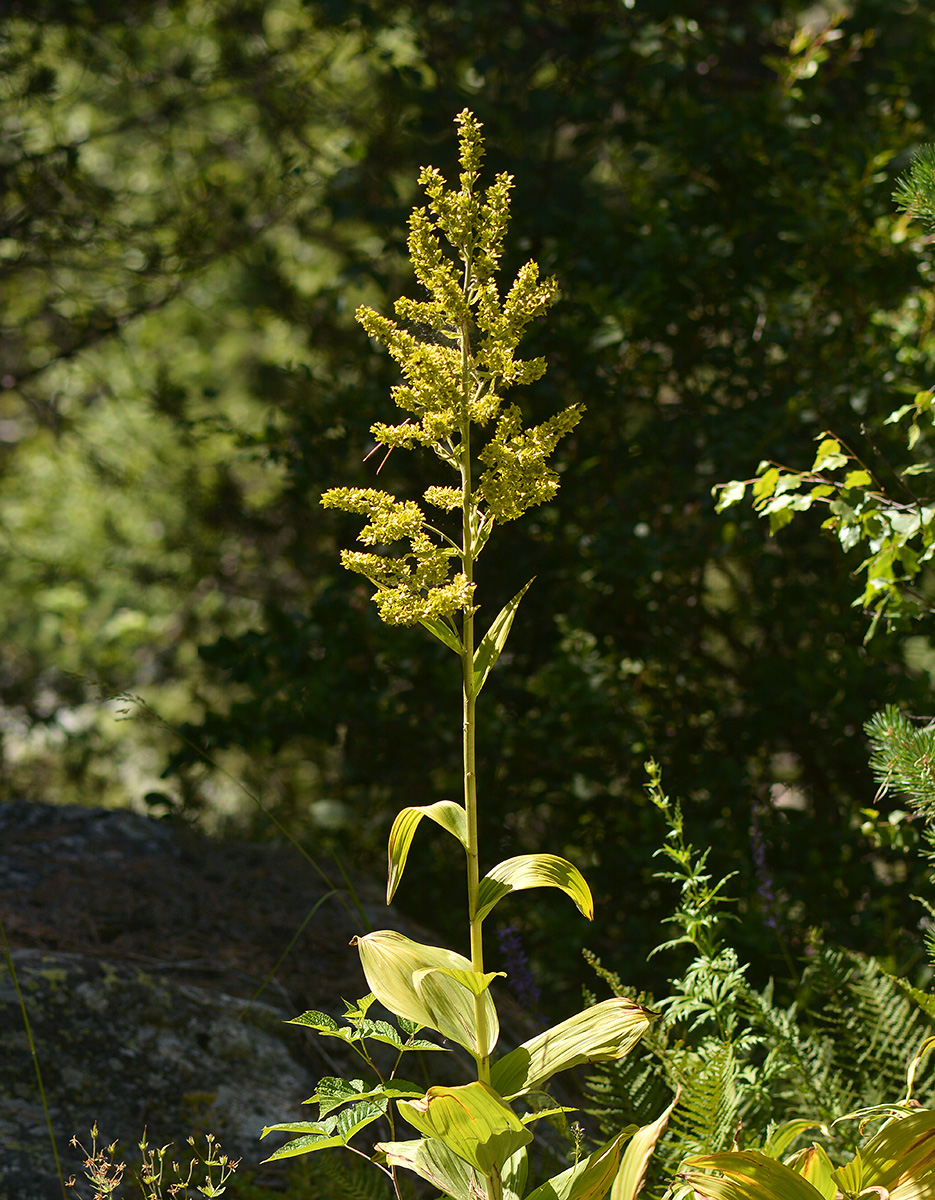 Image of Veratrum lobelianum specimen.