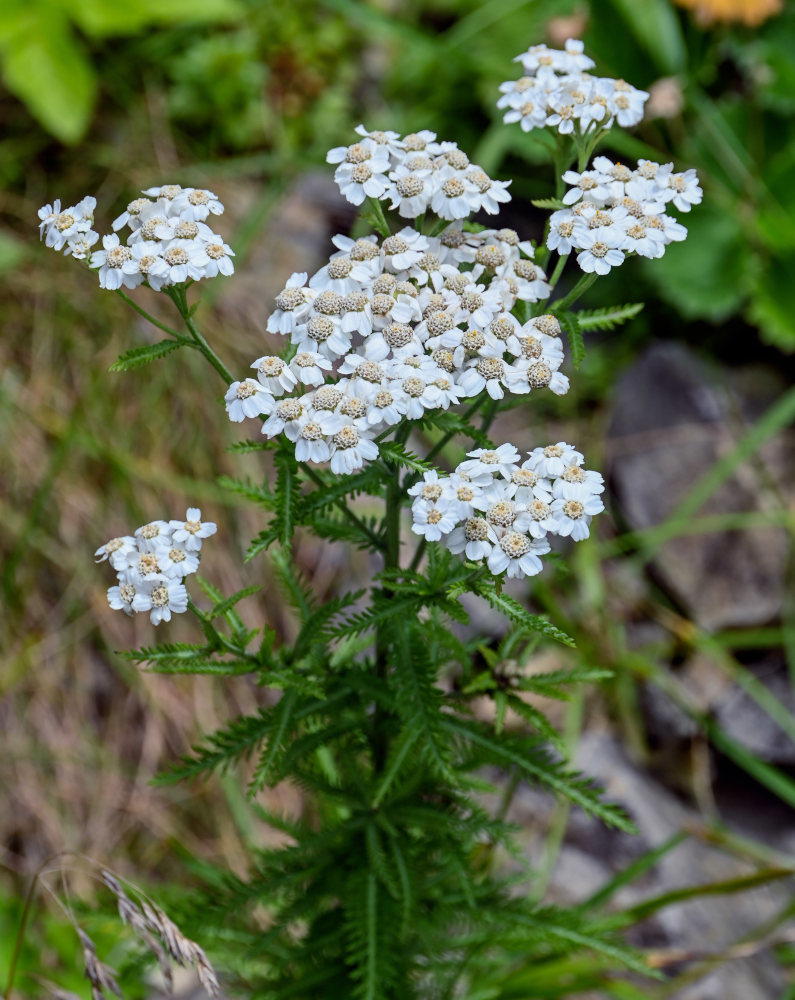 Изображение особи Achillea camtschatica.