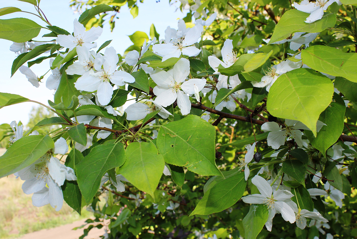 Image of Malus baccata specimen.