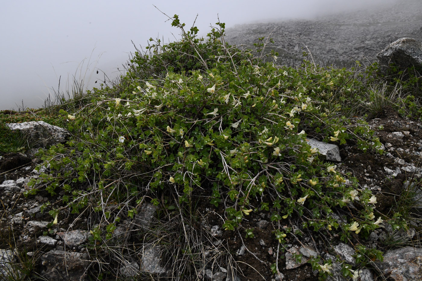 Image of Lonicera humilis specimen.