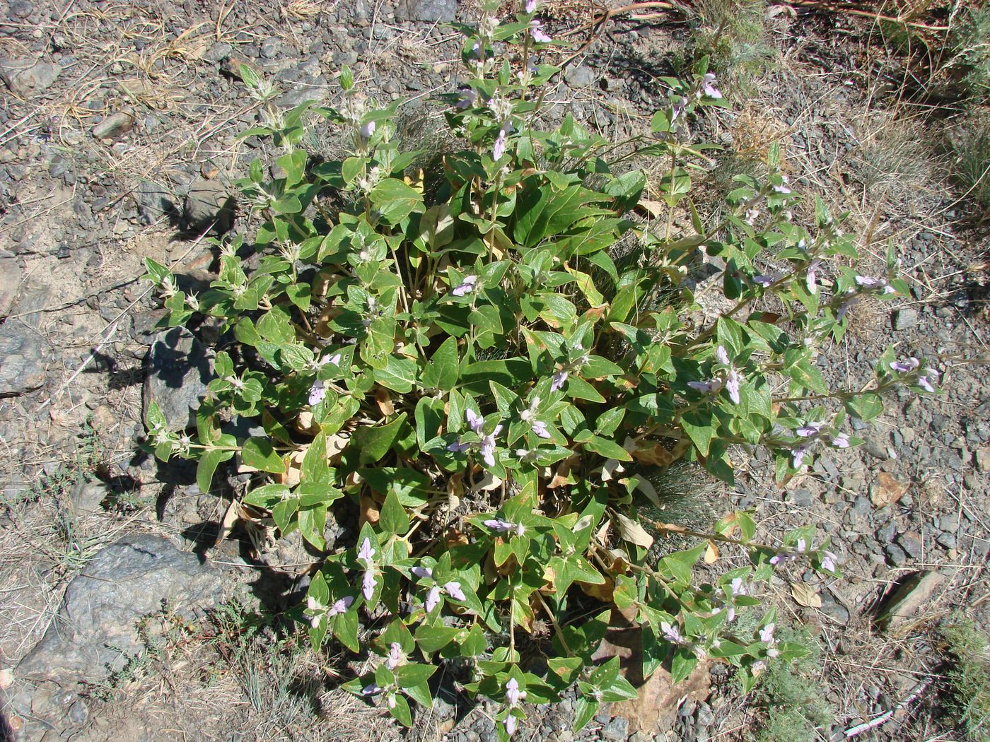 Image of Phlomis nubilans specimen.