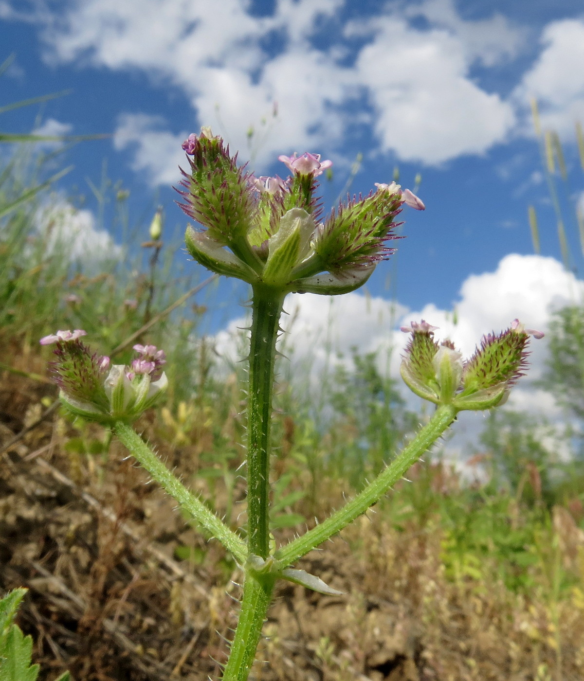 Image of Turgenia latifolia specimen.