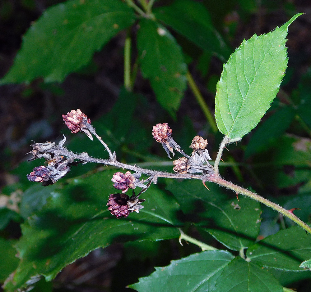 Изображение особи Rubus ibericus.