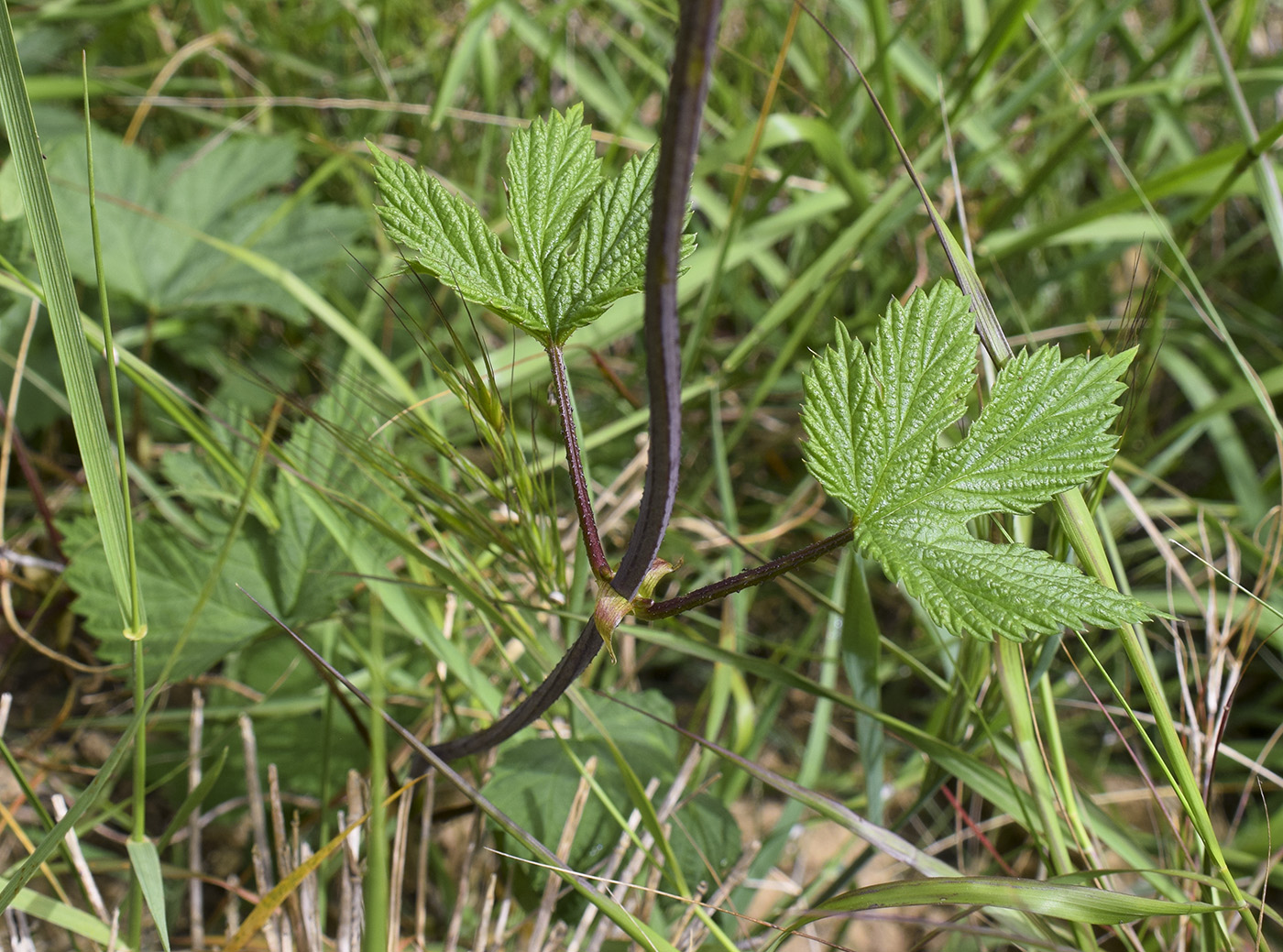 Изображение особи Humulus lupulus.