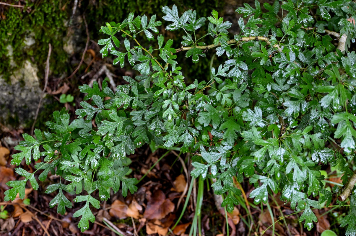 Image of genus Crataegus specimen.