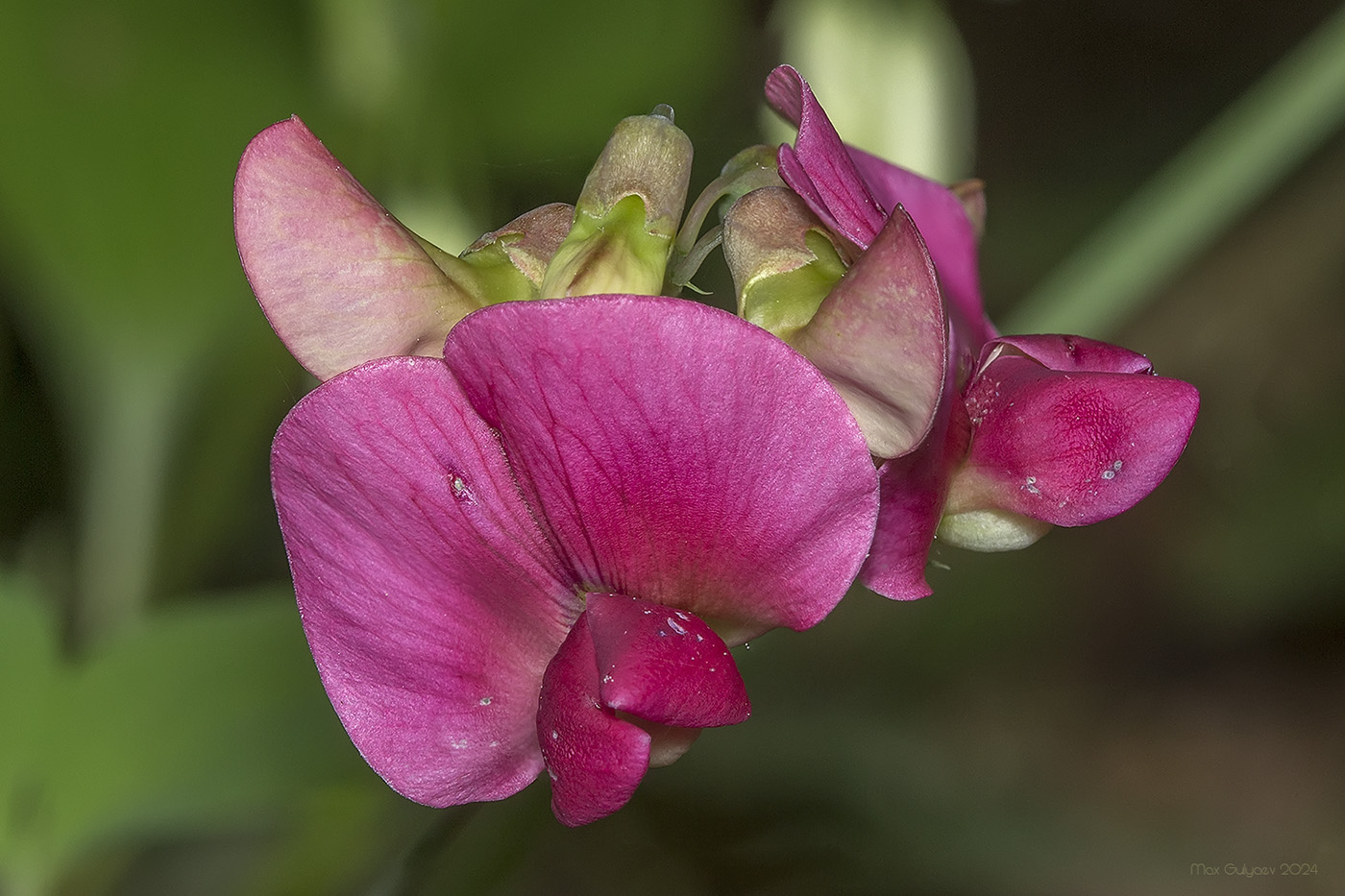 Изображение особи Lathyrus rotundifolius.