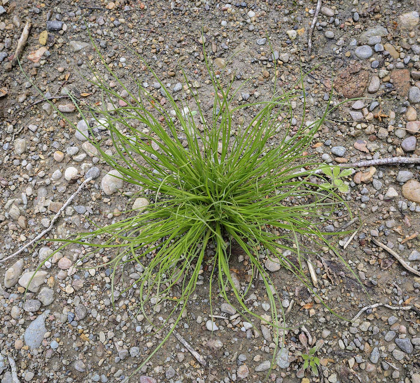 Image of genus Juncus specimen.