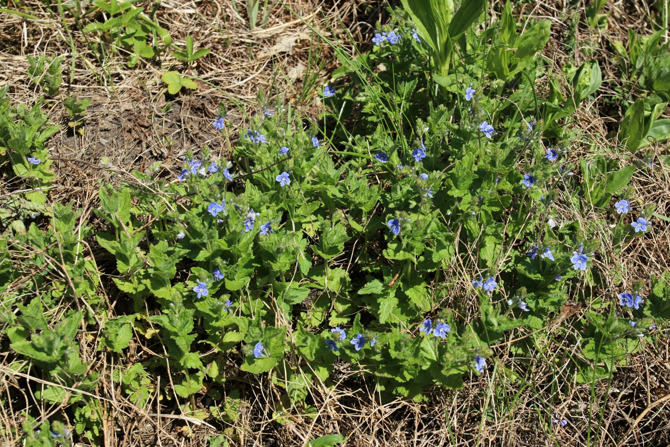 Image of Veronica chamaedrys specimen.