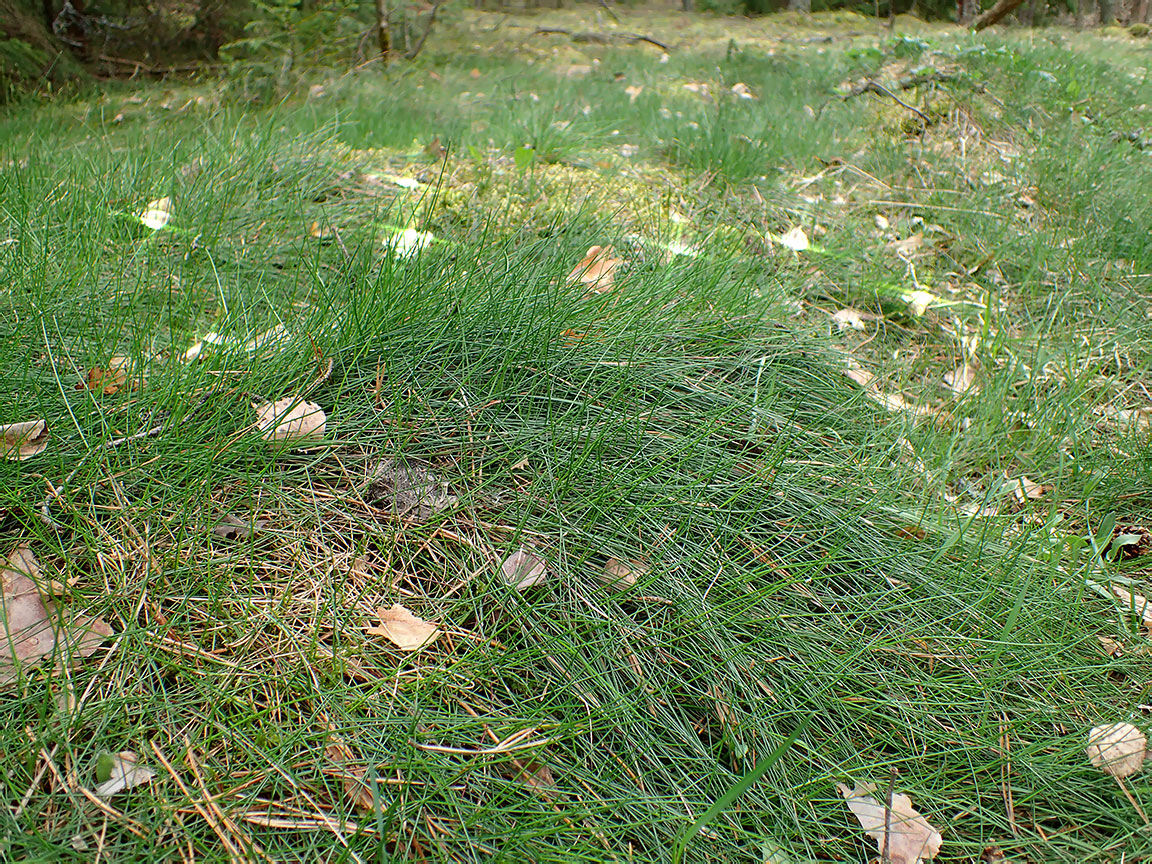 Изображение особи Eriophorum vaginatum.