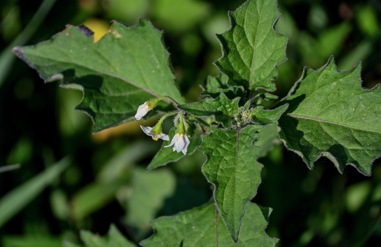 Image of Solanum physalifolium specimen.