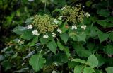 Hydrangea petiolaris