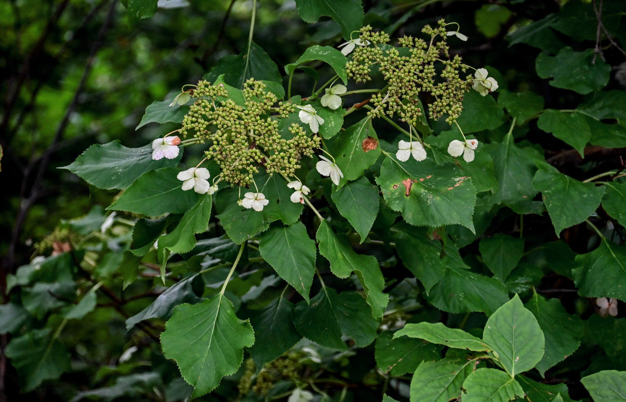 Image of Hydrangea petiolaris specimen.