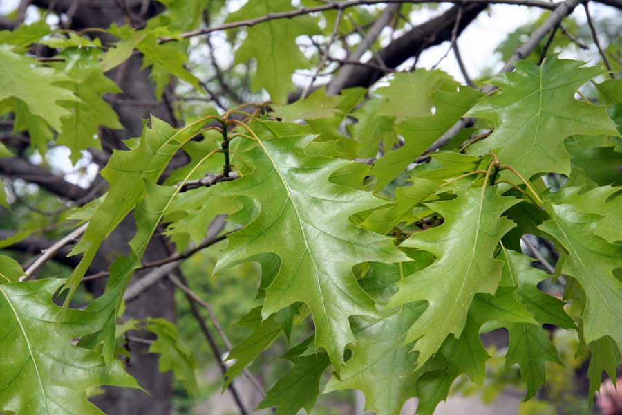 Image of Quercus rubra specimen.