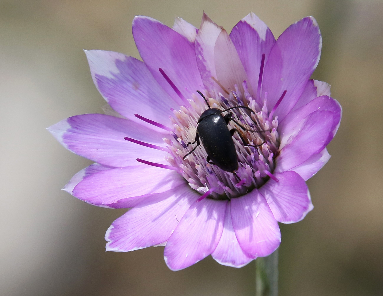 Изображение особи Xeranthemum annuum.