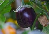 Solanum melongena