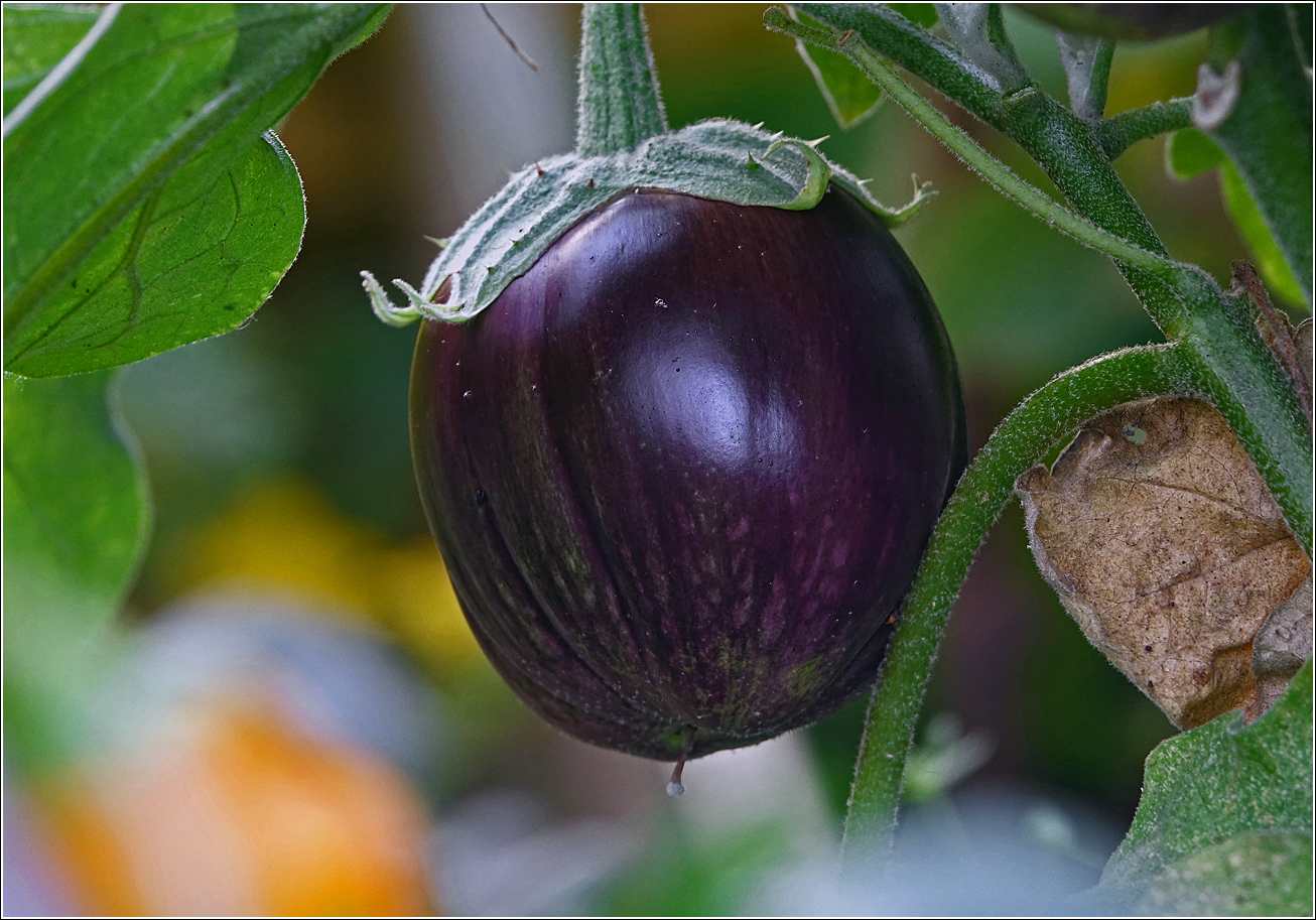 Изображение особи Solanum melongena.