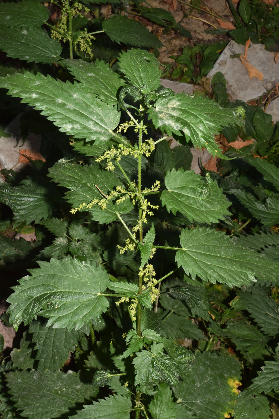 Image of Urtica dioica specimen.