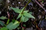 Valeriana capitata. Нижняя часть побега. Красноярский край, Таймырский Долгано-Ненецкий р-н, плато Путорана, устье р. Кутарамакан, каменистый склон. 26.07.2023.