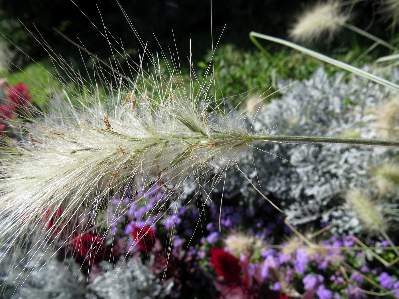 Изображение особи Pennisetum villosum.