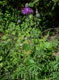 Centaurea scabiosa. Верхушка растения с цветущим и развивающимся соцветиями. Вологодская обл., Кирилловский р-н, окр. с. Горицы, гора Маура, опушка смешанного леса. 12.07.2024.