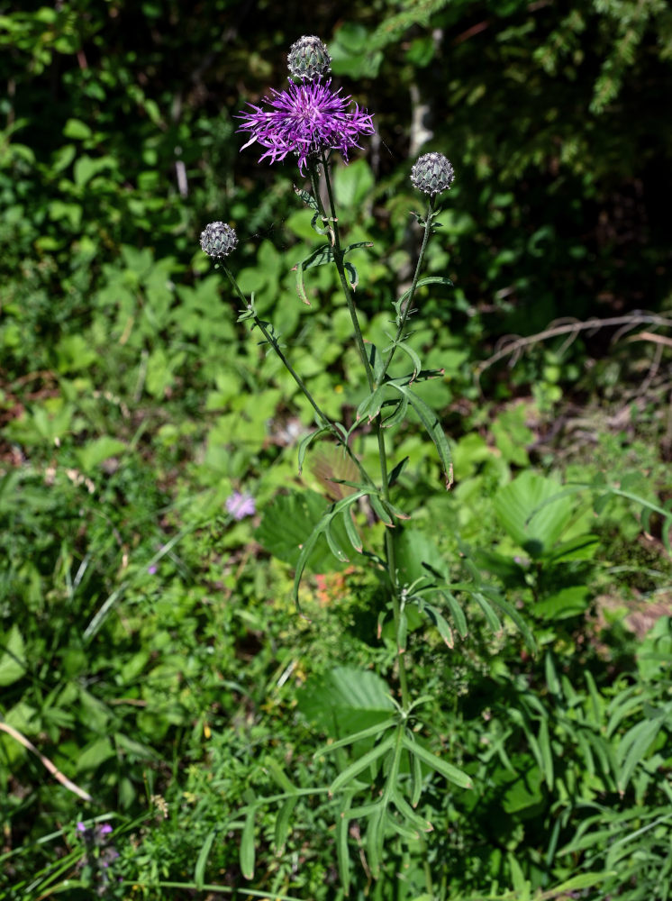 Image of Centaurea scabiosa specimen.