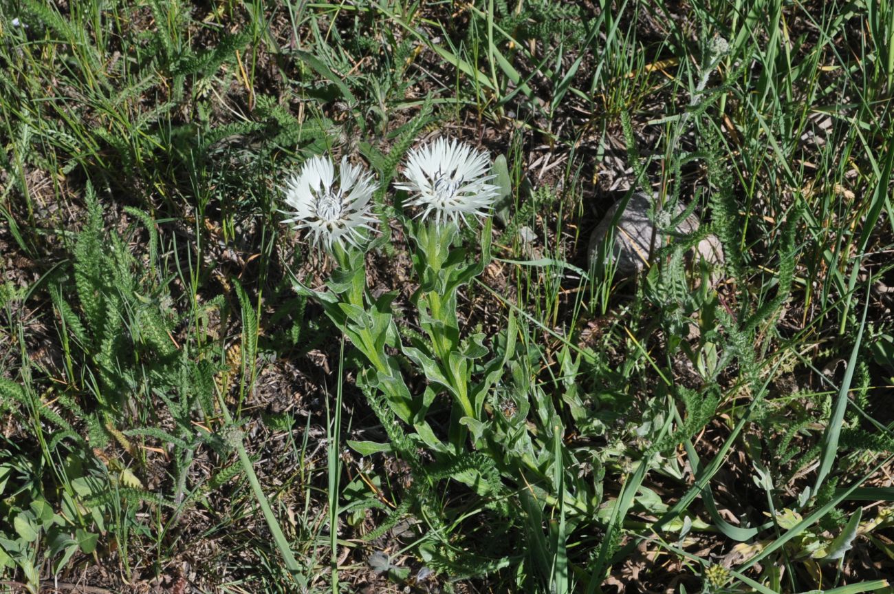 Изображение особи Centaurea cheiranthifolia.