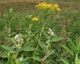 Senecio sarracenicus. Верхняя часть цветущего растения (сверху) и верхние части цветущего Алтея лекарственного (Althaea officinalis L.) (внизу). Ульяновская обл., Мелекесский р-н, пойма р. Бирля, заросшая ивой и тростником прибрежная часть пруда. 05.08.2023.