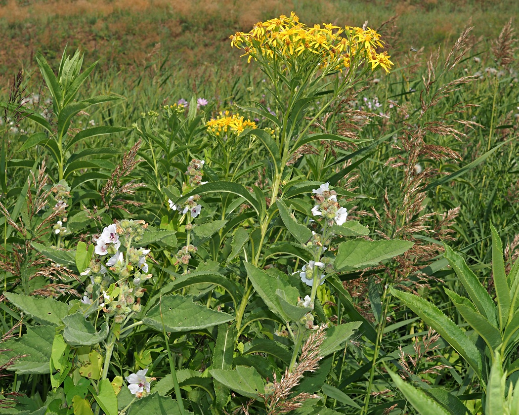 Image of Senecio sarracenicus specimen.