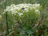 Cardaria draba