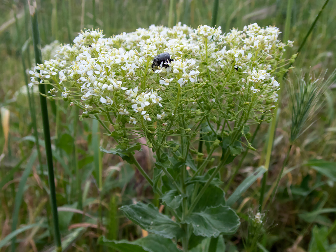 Image of Cardaria draba specimen.