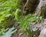 Heracleum sibiricum. Верхушка побега с развивающимся соцветием. Карачаево-Черкесия, Зеленчукский р-н, гора Джисса, ≈ 1400 м н.у.м., склон облесённой балки. 15.06.2024.