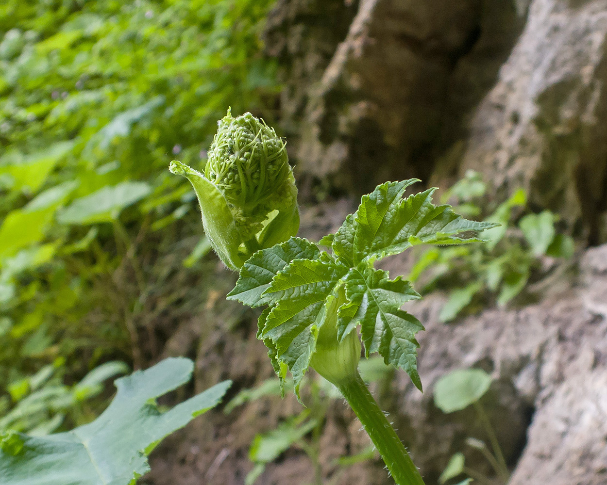 Изображение особи Heracleum sibiricum.