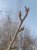 Populus balsamifera