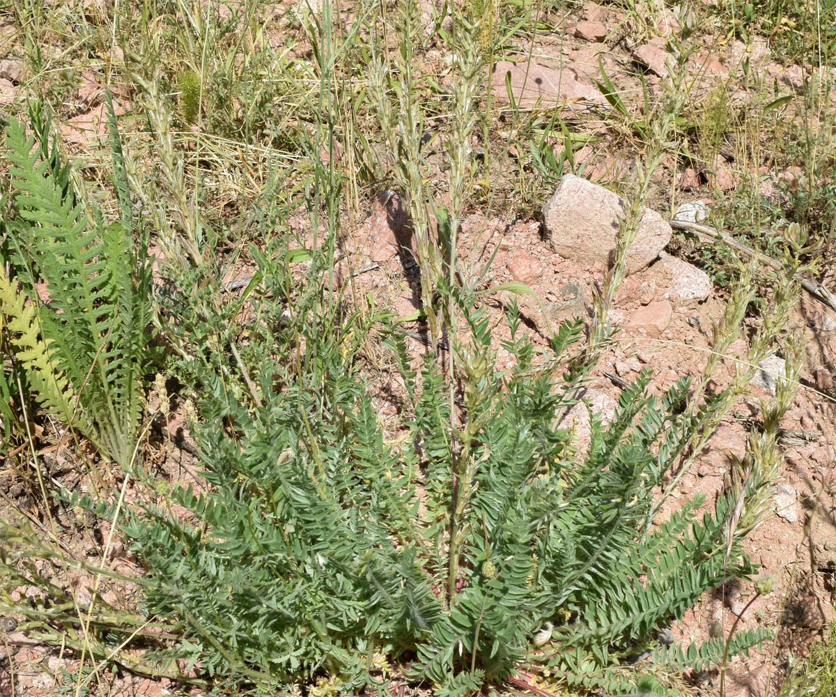 Изображение особи Oxytropis pilosissima.